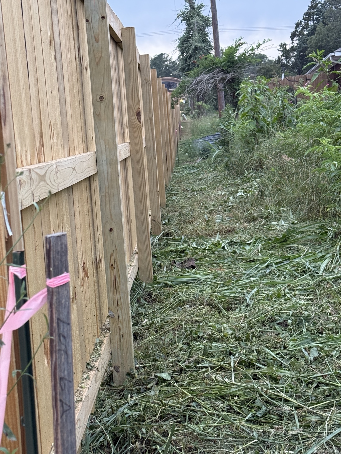 Fence line before cleanup